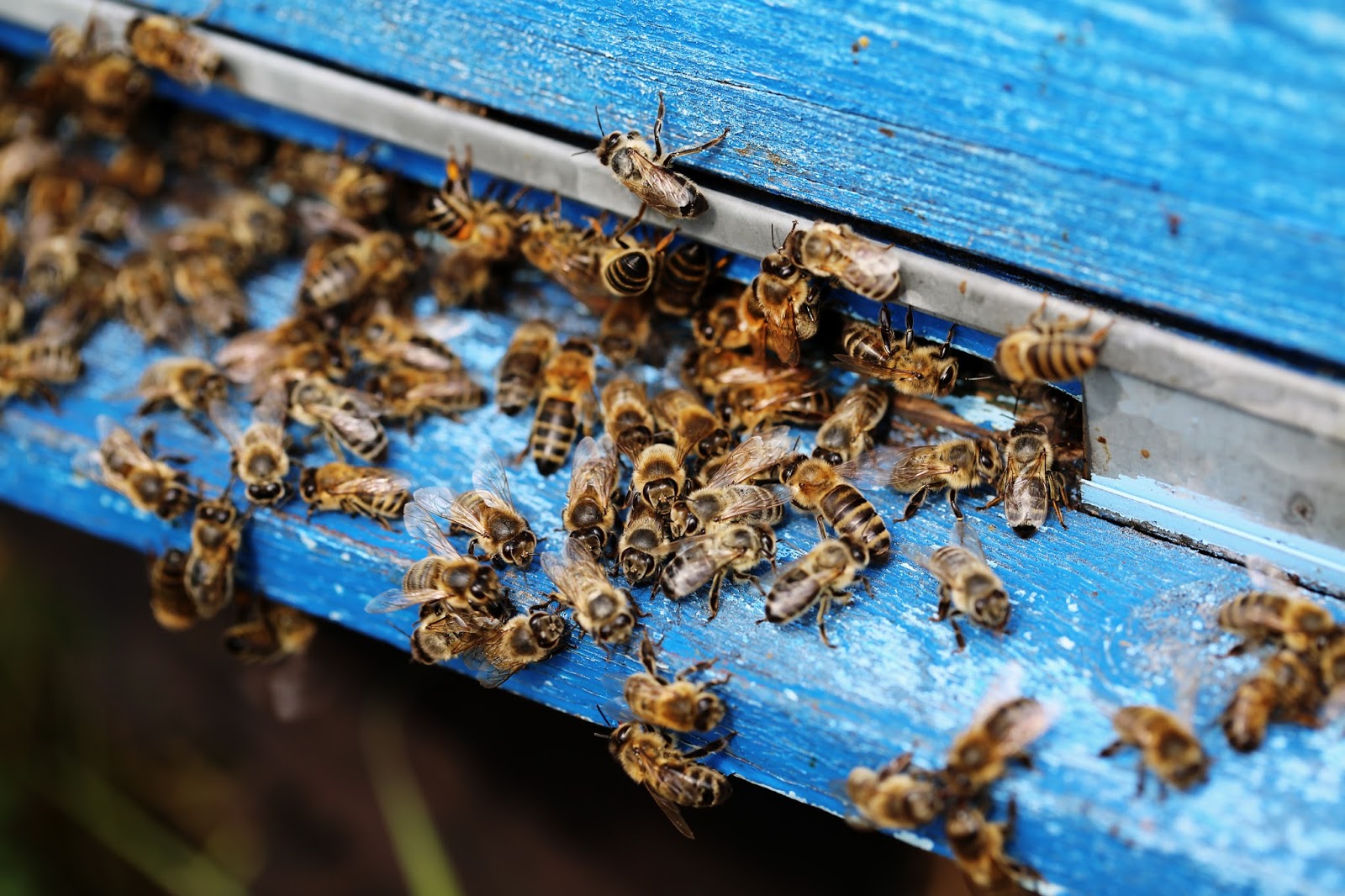 Praca pszczół z nawłocią